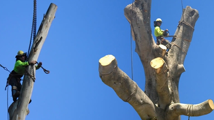 TreeBiz Tree Services Hero Image