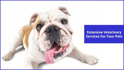Edmonton Vet Clinic & Cattery Hero Image