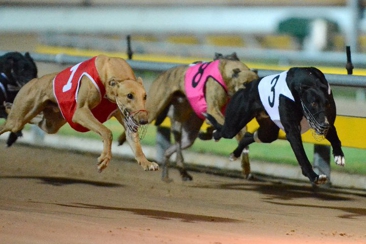 Geelong Greyhound Racing Club Hero Image