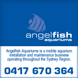 Angelfish Aquariums
