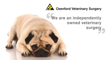 Oxenford Veterinary Surgery Hero Image