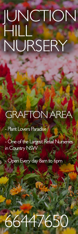 Junction Hill Nursery