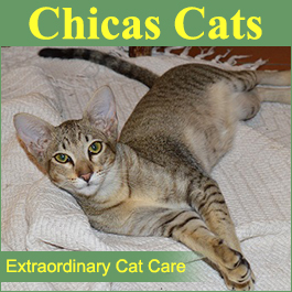 Chicas Cattery
