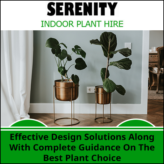 Serenity Indoor Plant Hire