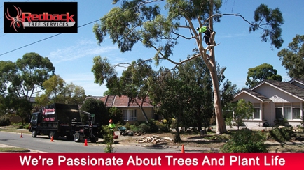 Redback Tree Services Hero Image