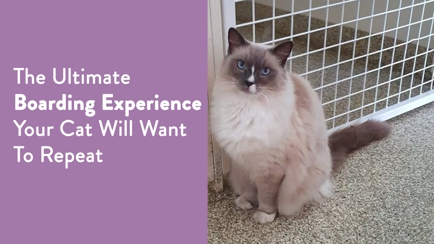 Cats Retreat Hero Image