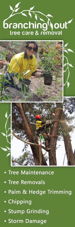 Branching Out Tree Care