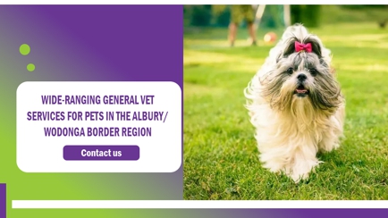 PetFocus Vetcare Hero Image