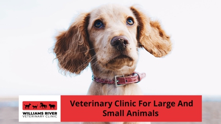 Williams River Veterinary Hero Image