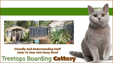 Treetops Boarding Cattery Hero Image