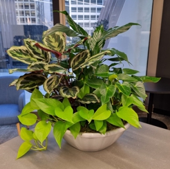 Short Term Plants Hero Image