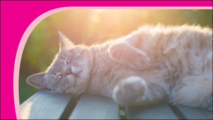 Geelong Cat Retreat Hero Image