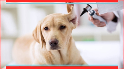 Barossa Veterinary Service Hero Image