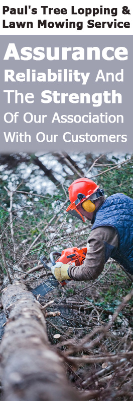 Paul's Tree Lopping & Lawn Mowing Service