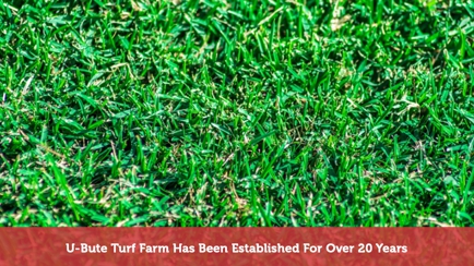 U-Bute Turf Farm Hero Image