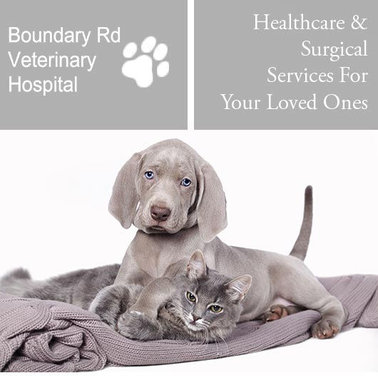 Boundary Road Veterinary Hospital Peakhurst