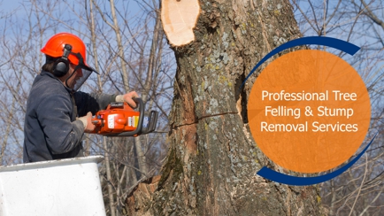 A-Local Tree Services Hero Image