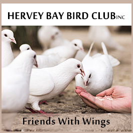 Hervey Bay Bird Club Inc