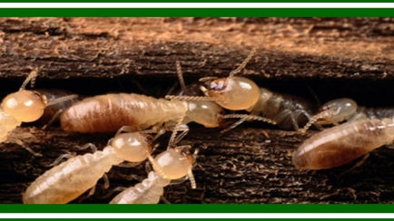 Bourne Pest Control Hero Image