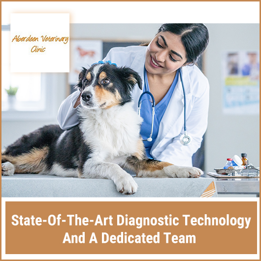 Aberdeen Street Veterinary Clinic