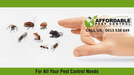 Affordable Pest Control Hero Image