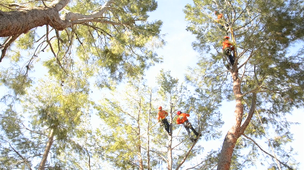 All About Trees - Tree Service