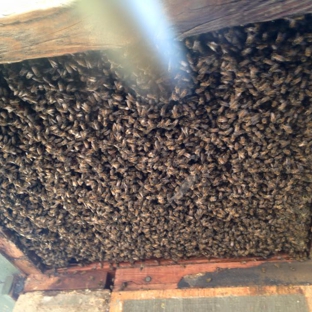 Don's Bees, Termites and Weeds - Peoria, AZ