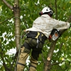 Grove Tree Service & Landscaping gallery