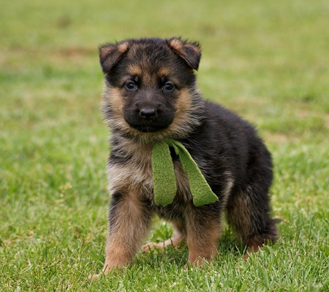 Florida German Shepherd Puppies - Orlando, FL