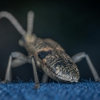 Ban A Bug Pest Control Inc gallery