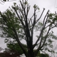 Mike Mitzel's Tree Service