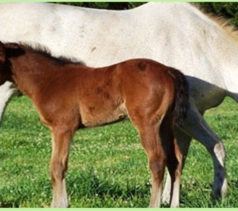 Taree Veterinary Hospital - Taree, NSW. We are here to help answer your questions and attend to your horse's veterinary needs