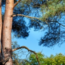 Mahwah Tree Corporation - Tree Service