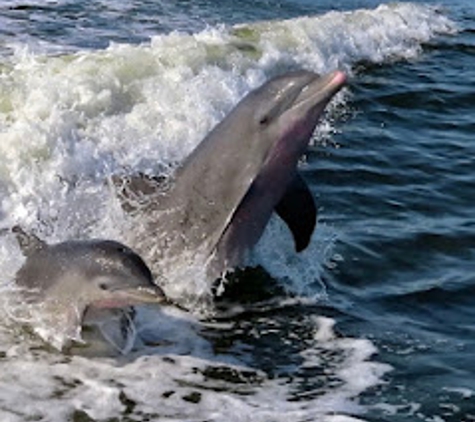 Passage Key Dolphin Tours - Bradenton Beach, FL