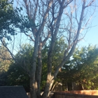 Capshaw Tree Service