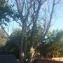 Capshaw Tree Service