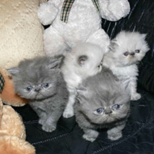 Canterbury Tails Boutique Boarding Cattery - Belgrave, VIC