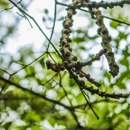 Ds Tree Services Corp - Tree Service