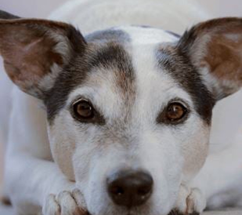 Acadiana Veterinary Clinic - Lafayette, LA