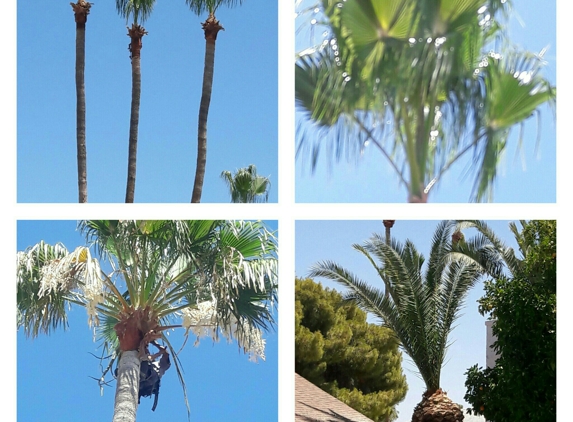 AJ JUNK REMOVAL & LAWN SERVICE - Glendale, AZ. Plam trees we did