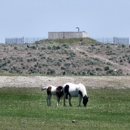 Gypsy Ranch - Horse Breeders