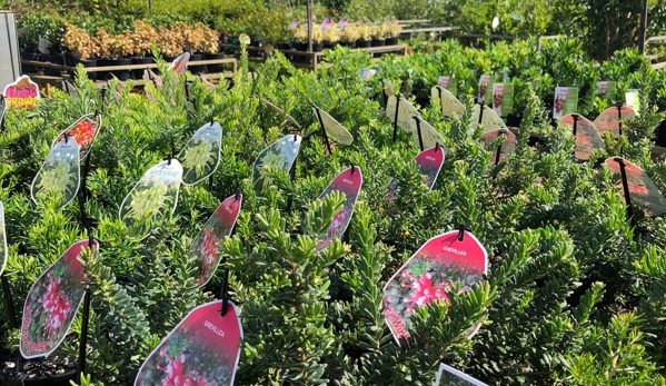 Rosemount Nursery - Rosemount, QLD