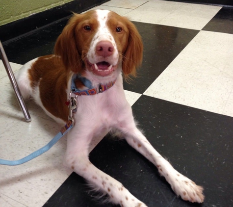 Park Cities Obedience School - Dallas, TX