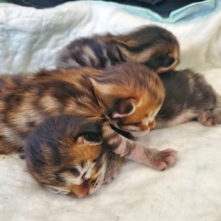 Siberians Kittens Ropalo Cattery - Kennewick, WA