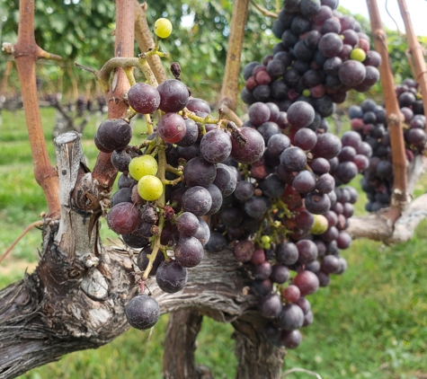 Fire Island Limo Co - Freeport, NY. Our Long Island Wine Tours - Grapes on the Vine in the North Fork