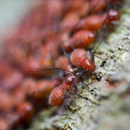 D & D Pest Control Services Inc - Pest Control Equipment & Supplies
