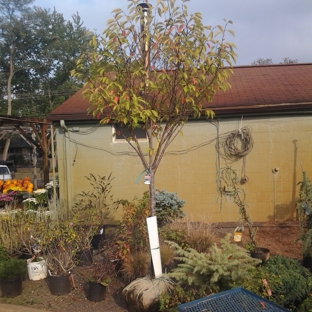 Amboy Tree Service LLC - Staten Island, NY