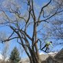 Atlas Tree Service - Salt Lake City, UT