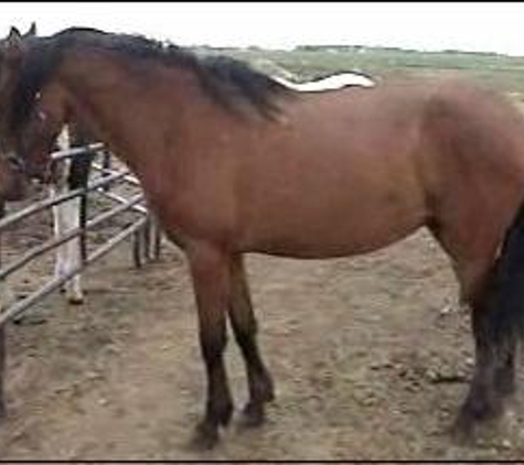 Joni Lund - Trading Post - Carrington, ND