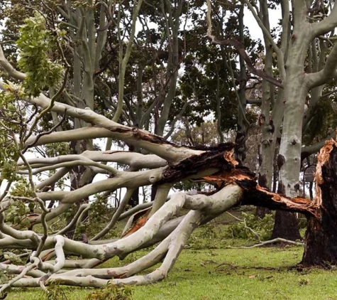 A1 Tree Specialists - Tarleton, TAS